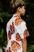 Koa Monstera (Keiki)